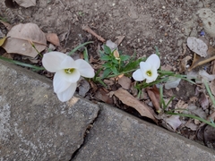 Zephyranthes miradorensis