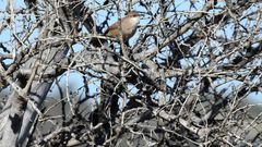 Tarphonomus certhioides