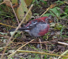 Carpodacus trifasciatus
