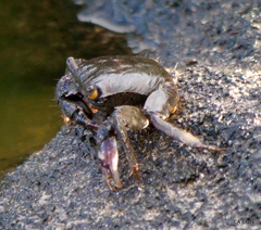 Metopograpsus thukuhar