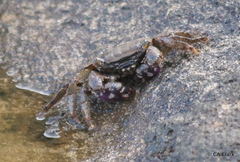 Metopograpsus thukuhar