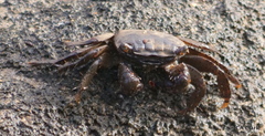 Metopograpsus thukuhar