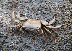 Metopograpsus thukuhar