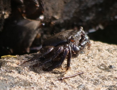 Metopograpsus thukuhar