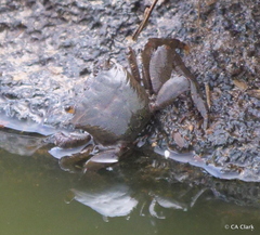 Metopograpsus thukuhar
