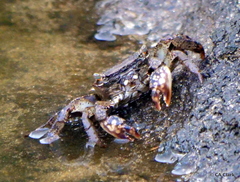 Metopograpsus thukuhar