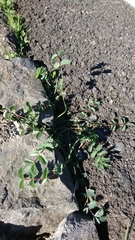Sanguisorba megacarpa
