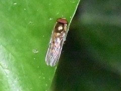 Meliscaeva auricollis