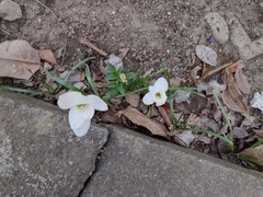 Zephyranthes miradorensis