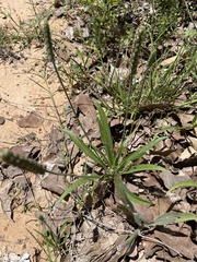 Plantago helleri