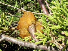 Gymnosporangium