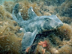 Heterodontus mexicanus