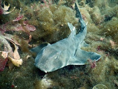 Heterodontus mexicanus