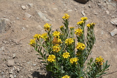 Stellera chamaejasme