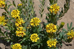 Stellera chamaejasme