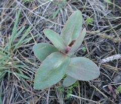 Hylotelephium maximum ruprechtii