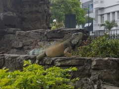 Iguana iguana