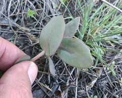 Hylotelephium maximum ruprechtii