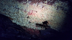 Wrightoporia austrosinensis