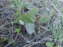 Hylotelephium maximum ruprechtii