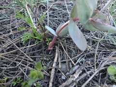 Hylotelephium maximum ruprechtii