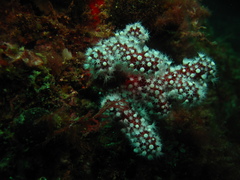 Alcyonium acaule