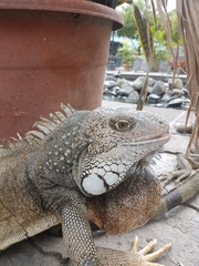 Iguana iguana