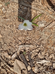 Zephyranthes miradorensis