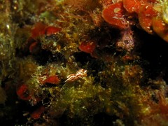 Facelinopsis marioni