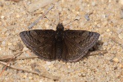 Erynnis icelus