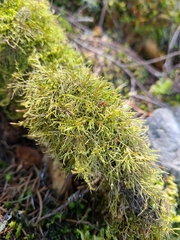 Tripterocladium leucocladulum