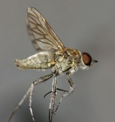 Anabarhynchus arenarius