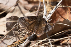 Erynnis icelus