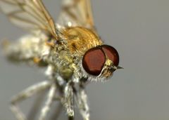 Anabarhynchus arenarius