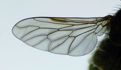 Anabarhynchus arenarius