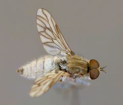 Anabarhynchus arenarius