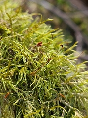 Tripterocladium leucocladulum