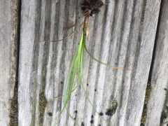 Carex dipsacea