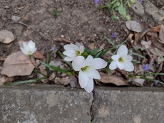 Zephyranthes miradorensis