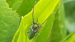 Phytoecia caerulea bethseba