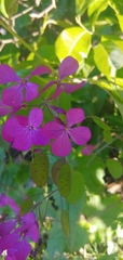 Lunaria