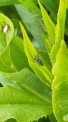 Phytoecia caerulea bethseba