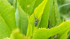 Phytoecia caerulea bethseba