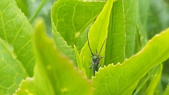 Phytoecia caerulea bethseba