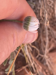 Erigeron concinnus concinnus