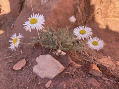 Erigeron concinnus concinnus