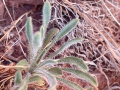 Erigeron concinnus concinnus