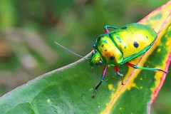 Calliphara excellens