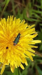 Haplomalachius flabellatus