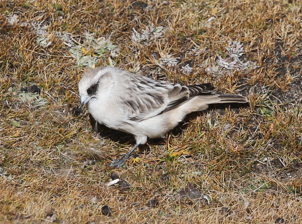 White-Rumped Snowfinch